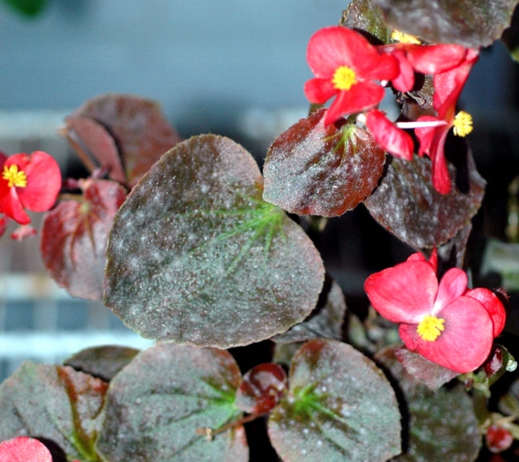 If your begonias are dying, it is likely due to a pest infestation.