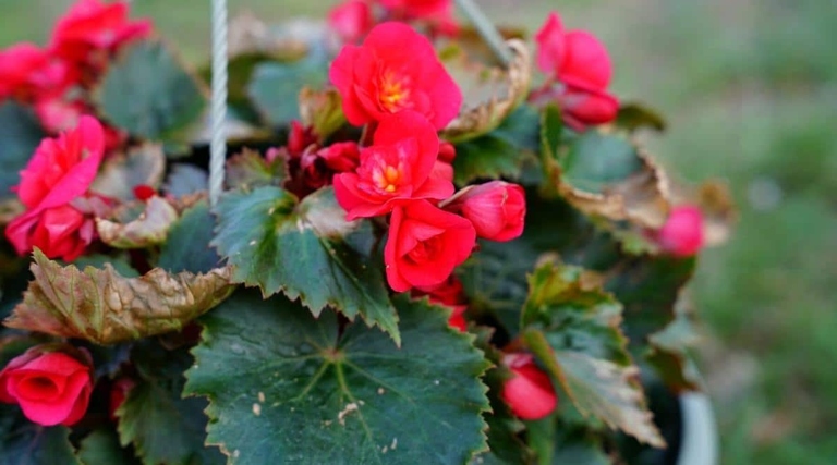 If your begonias are dying, it is likely due to one of several common problems.