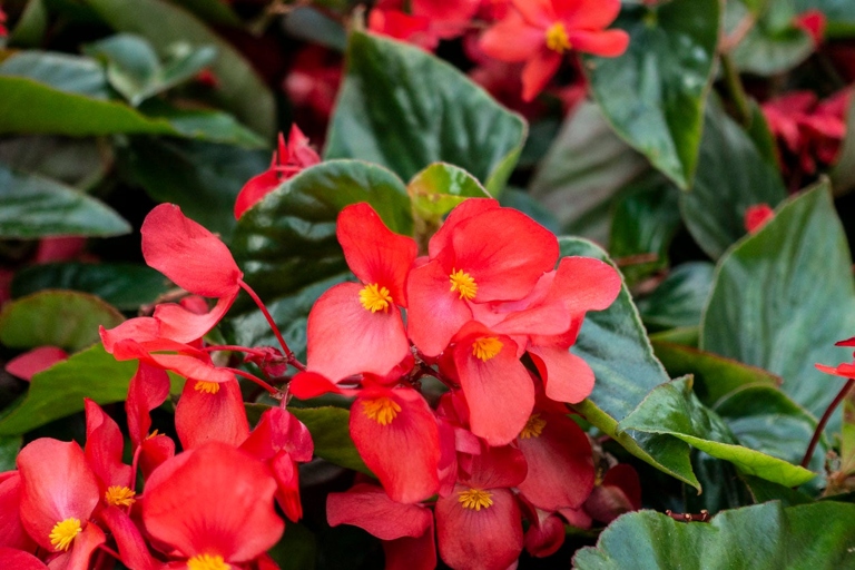 If your begonias are dying, the first step is to identify which parts of the plant are damaged.