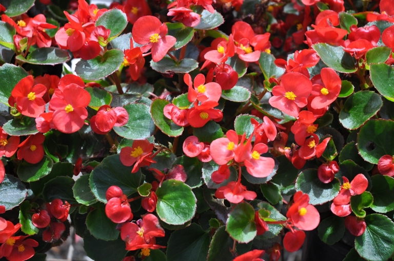 If your begonias are looking sunburnt and dried out, don't despair! With a little TLC, they can be revived.