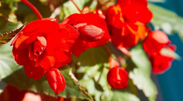 If your begonia's leaves are curling, it is likely due to too much sun, not enough water, or pests.
