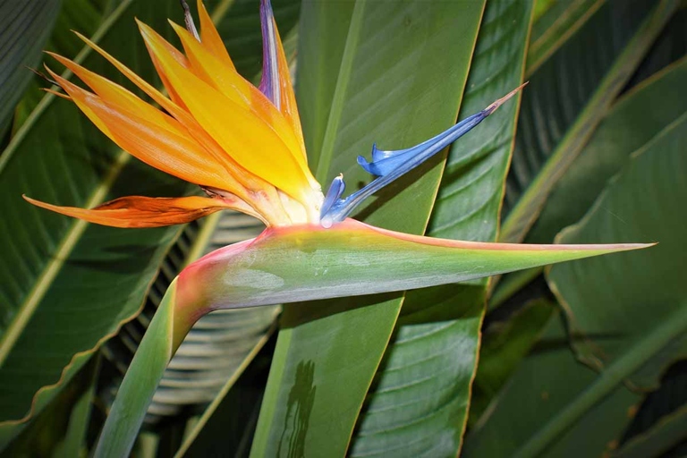 If your Bird of Paradise has yellow leaves, it may be due to repotting shock.