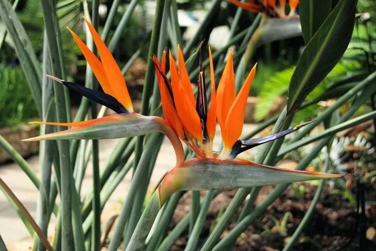 If your bird of paradise is experiencing freeze damage, the best course of action is to bring it inside and wait for the weather to warm up.