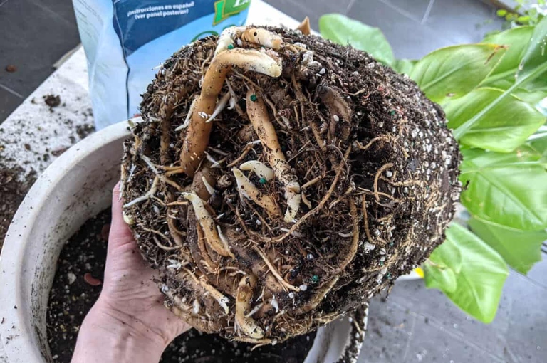 If your bird of paradise is growing too big for its pot or if you see roots coming out of the drainage holes, it's time to transplant.