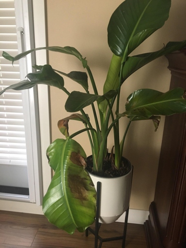 If your Bird of Paradise is looking wilted, droopy, and generally unhappy, it is probably overwatered.