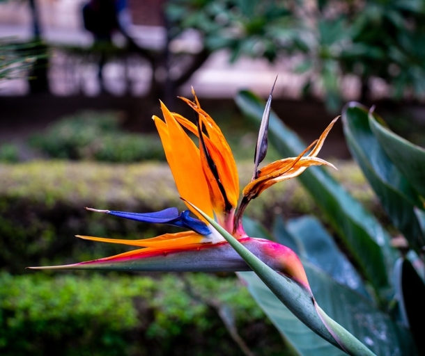 If your bird of paradise is overwatered, the best way to revive it is to repot it using fresh potting mix.