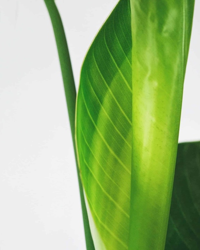 If your Bird of Paradise leaf won't open, the solution is simple: give it more light.
