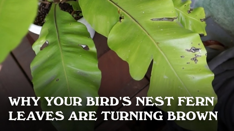 If your bird's nest fern has black spots on its leaves, it is likely suffering from sooty mold.