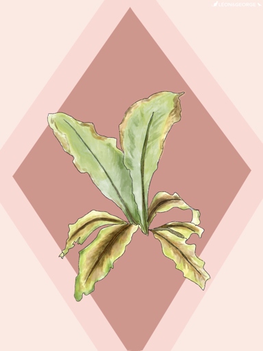 If your bird's nest fern has brown tips, the most likely culprit is too much direct sunlight.