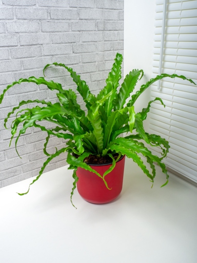 If your bird's nest fern is dying from overwatering, the best thing to do is to stop watering it and let the soil dry out.