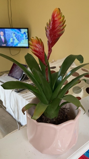 If your bromeliad leaves are curling, it could be due to one of these 11 causes.