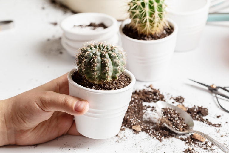 If your cactus has brown spots, it may be time to repot it in fresh potting soil.