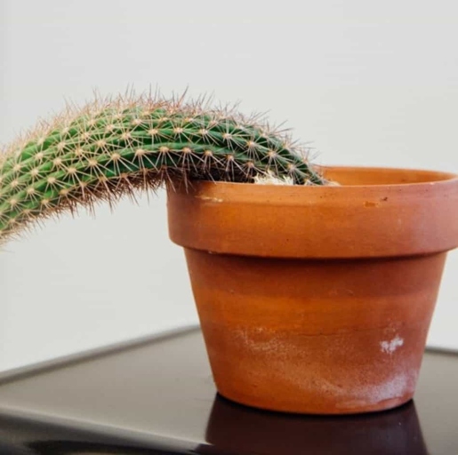 If your cactus is emitting a rotten smell, it is likely overwatered and rotting from the inside out.