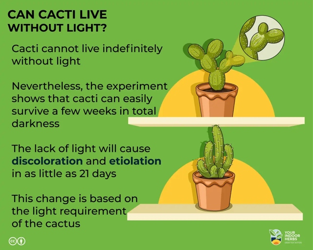 If your cactus is etiolated, it means that it is not receiving enough light, and the stem has grown long and thin in an attempt to reach the light source.