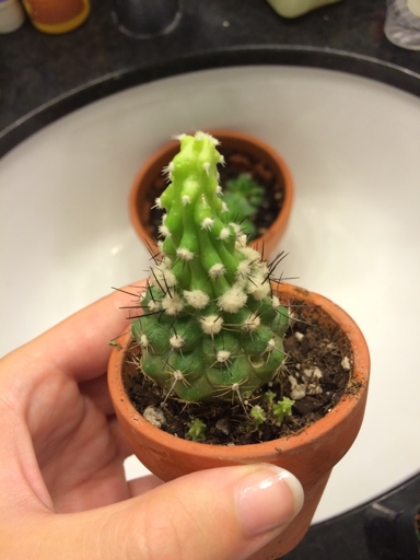 If your cactus is etiolating, make sure there is enough lighting.