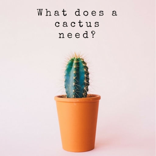 If your cactus is in a pot that is too large or too small, it may be a sign that it is not getting the right amount of water.
