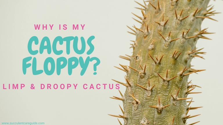 If your cactus is looking wilted, droopy, or yellow, it is likely underwatered.