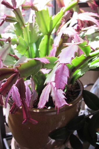 If your cactus is turning purple, it is likely experiencing temperature stress.