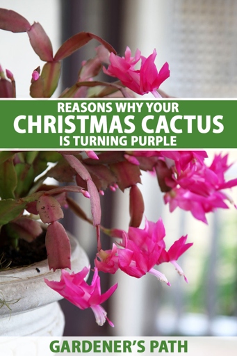 If your cactus is turning purple, there could be several reasons, including temperature issues.