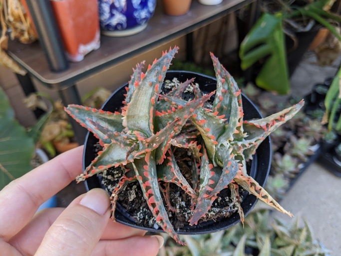 If your cactus is turning red, it's likely getting too much sun.