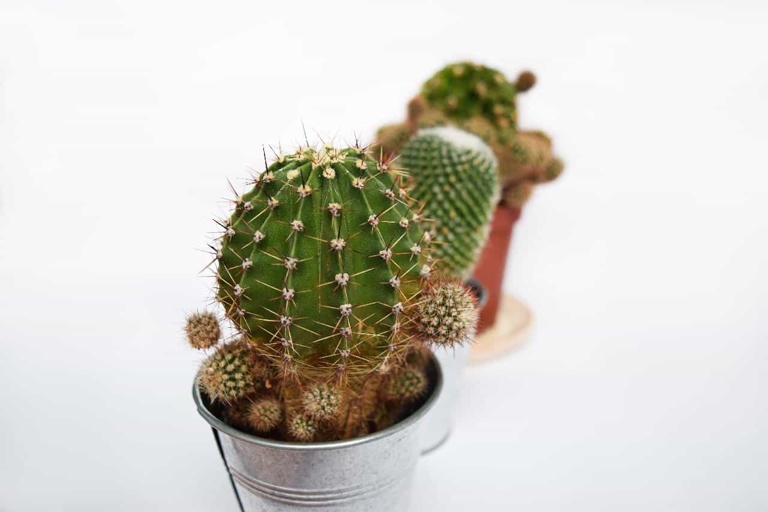 If your cactus is turning yellow, it is likely due to lack of water.