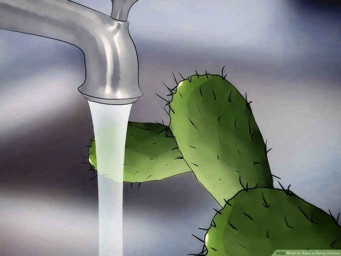 If your cactus is wilting, it is likely due to lack of water.