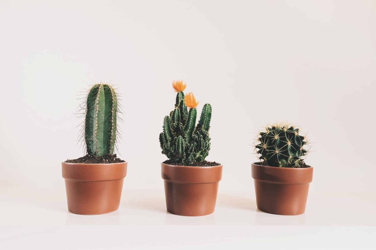 If your cactus is wilting, it may be because the soil mixture isn't suitable.