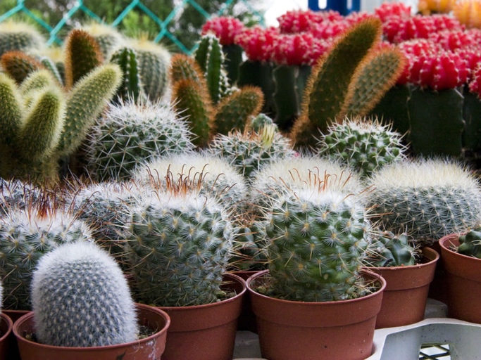 If your cactus is wilting, it's likely due to under watering. To revive your cactus, water it thoroughly and then allow the soil to dry out completely before watering again.