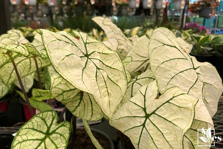 If your caladium is drooping after repotting, it is likely because the plant is not getting enough water.