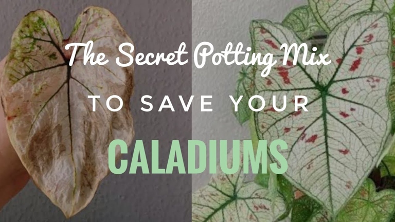 If your caladium is drooping, it is likely due to a lack of water and is losing its turgor pressure.