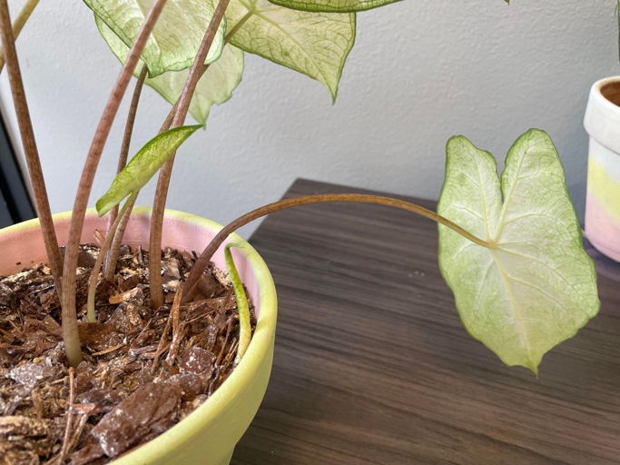 If your caladium is drooping, the solution is simple: water it.