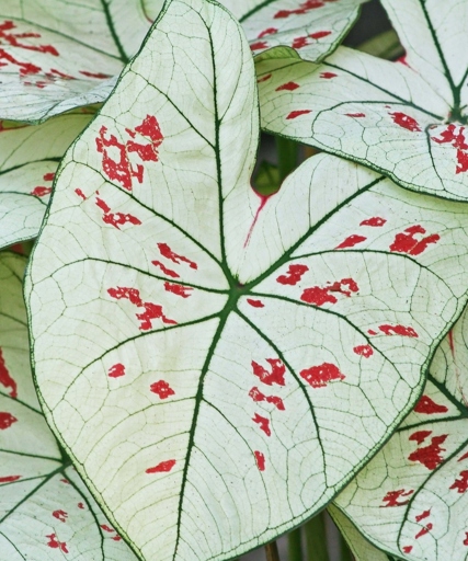 If your caladium leaves are turning yellow, it could be due to rust or southern blight.