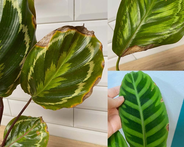 If your Calathea has brown spots on its leaves, it is likely suffering from edema, a condition caused by too much water in the soil.