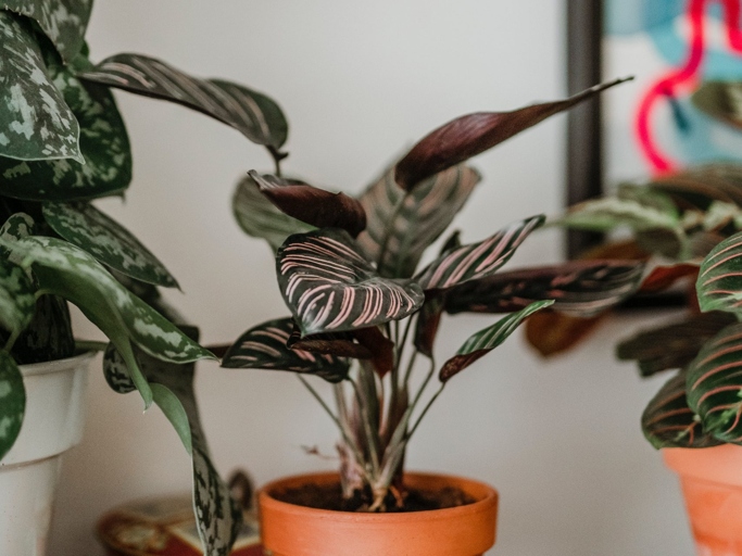 If your Calathea has brown tips, you may be wondering if you should cut them off.
