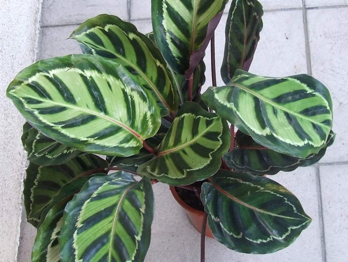 If your Calathea is drooping, one possible solution is to apply a balanced NPK fertilizer.