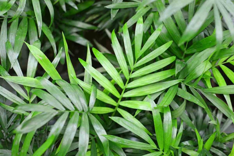 If your cat palm leaves are turning yellow, there are a few potential causes and solutions.