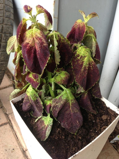 If your Coleus is wilting after being repotted, it is likely due to too much water or not enough light.