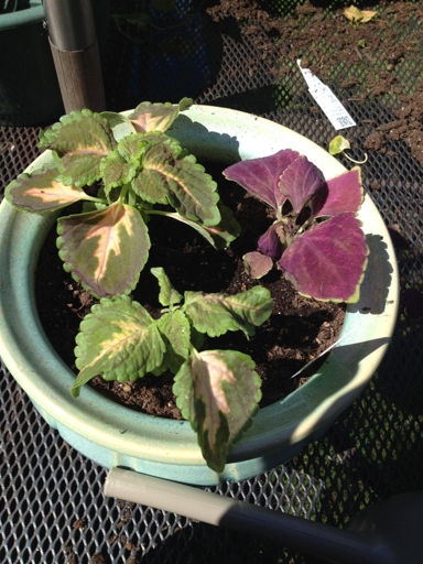 If your coleus is wilting, it could be because you're using the wrong potting medium.