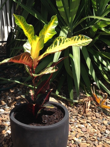 If your Croton is losing leaves, it could be due to low light levels.