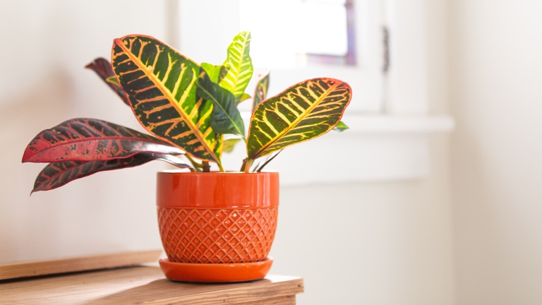 If your Croton is losing leaves, it could be due to the heat and low humidity.