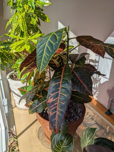 If your Croton is losing leaves, it is likely due to underwatering. To fix this, water your Croton deeply and regularly, making sure the soil is evenly moist but not soggy.
