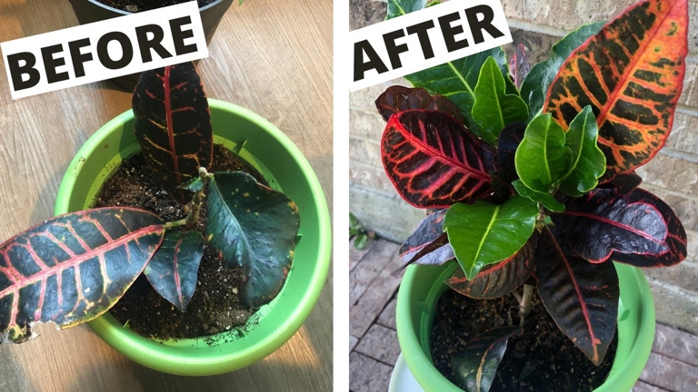 If your Croton is losing leaves, there are a few things you can do to try and fix the issue.