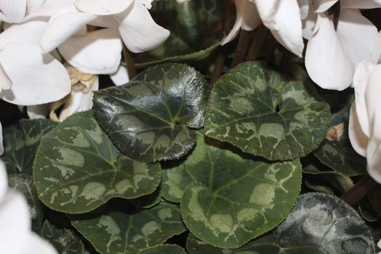 If your cyclamen's leaves are curling, it could be due to several different causes. Luckily, there are just as many solutions.