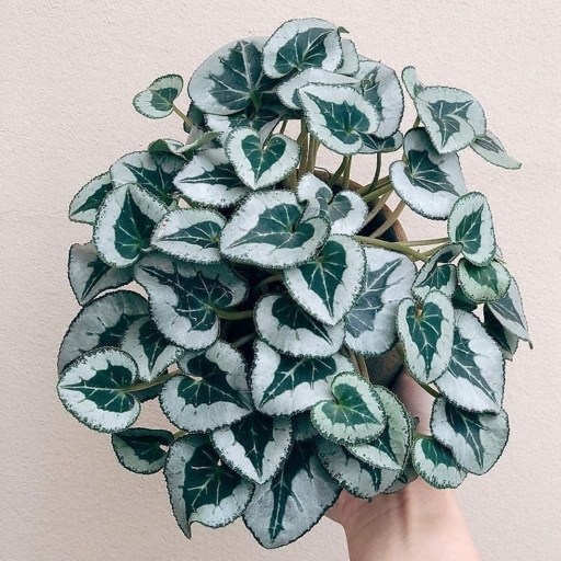 If your cyclamen's leaves are curling, it is likely due to one of these 12 causes. Luckily, most of them are easy to fix.