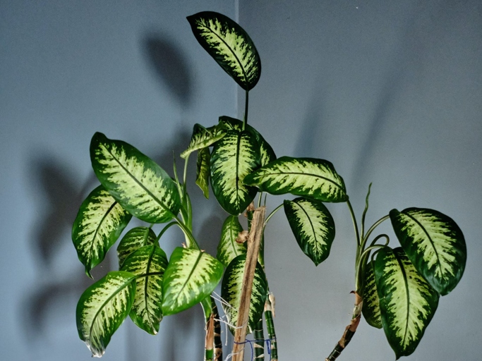 If your Dieffenbachia is drooping, it could be due to temperature extremes.