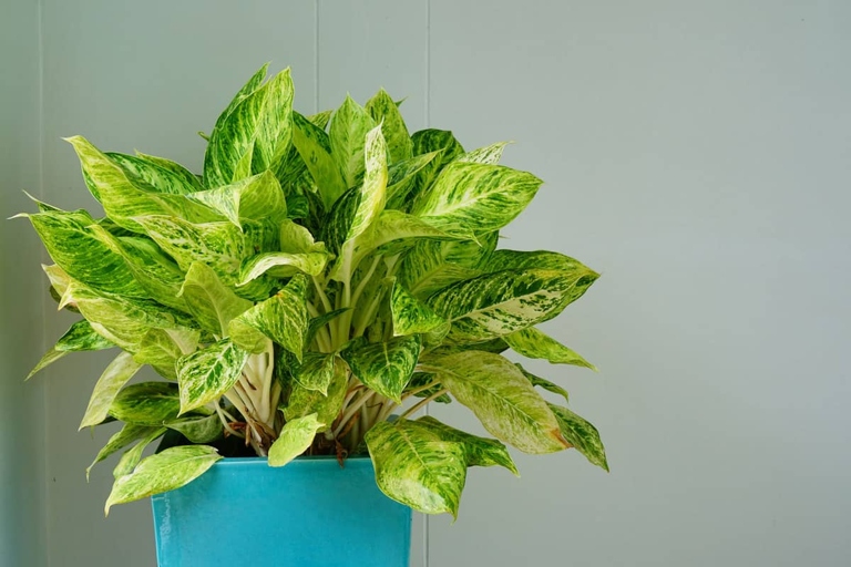 If your Dieffenbachia leaves are turning brown, the solution is simple: more water.