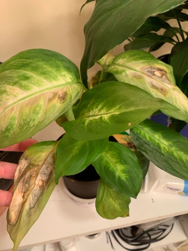 If your Dieffenbachia's leaves are turning brown, it is likely due to overwatering.