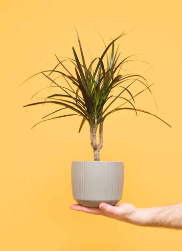 If your dracaena is dying after repotting, there are a few things you can do to try and save it.