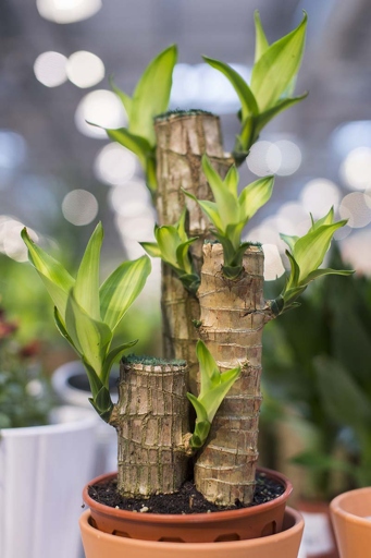 If your dracaena is dying from the top down, the first thing you should do is check the roots.