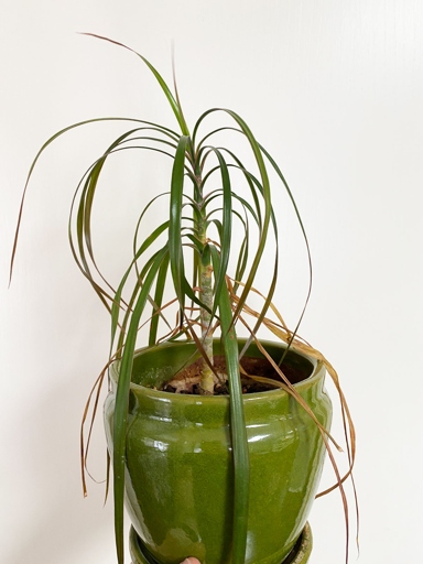 If your Dracaena is not growing as quickly as it should be, or if its growth has stopped altogether, it may be suffering from root rot.